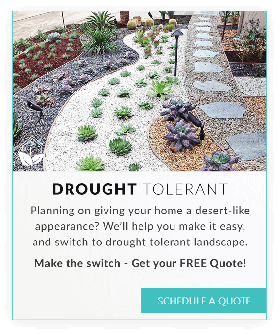 droguth tolerant landscape in Los Angeles